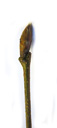 hornbeam (carpinus betulus), apical bud slightly bent, slender, egg-shaped or acute, cone-shaped. 2009-01-26, Pentax W60. keywords: weissbuche, charme, carpino bianco